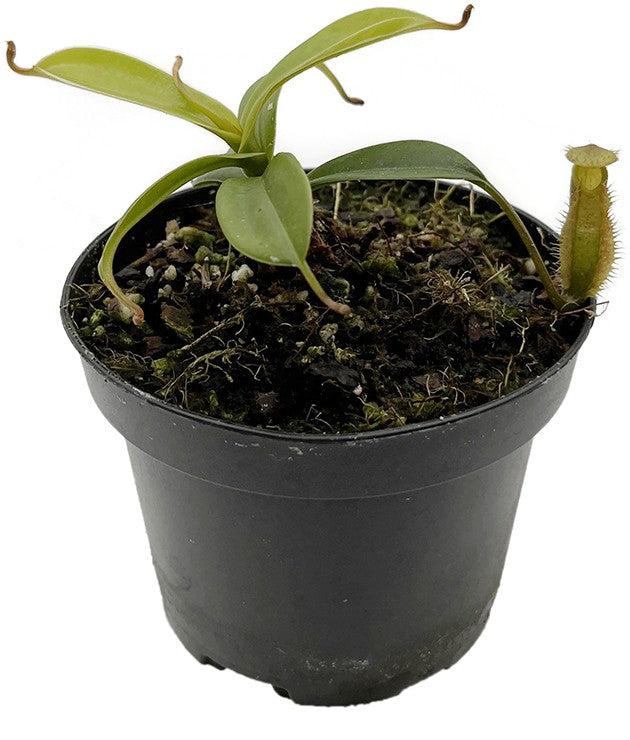 Nepenthes hamata x (lowii x tentaculata) BE-4526