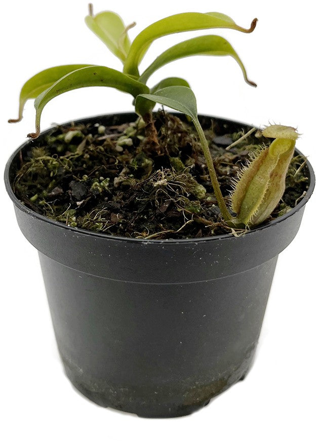 Nepenthes hamata x (lowii x tentaculata) BE-4526