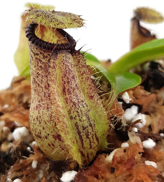 Nepenthes hamata x robcantleyi BE-3755