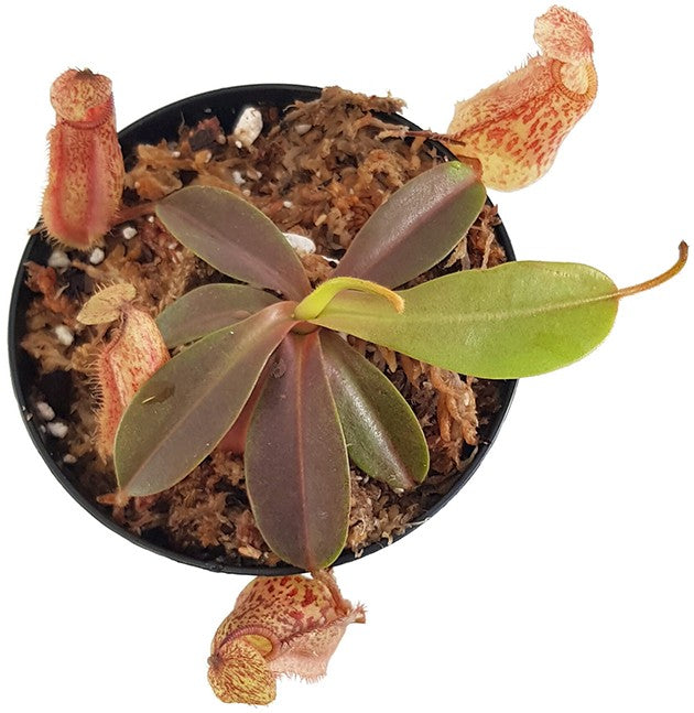 Nepenthes hamata x veitchii BE-3943