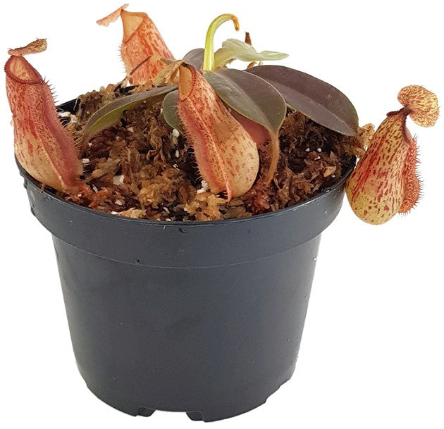 Nepenthes hamata x veitchii BE-3943