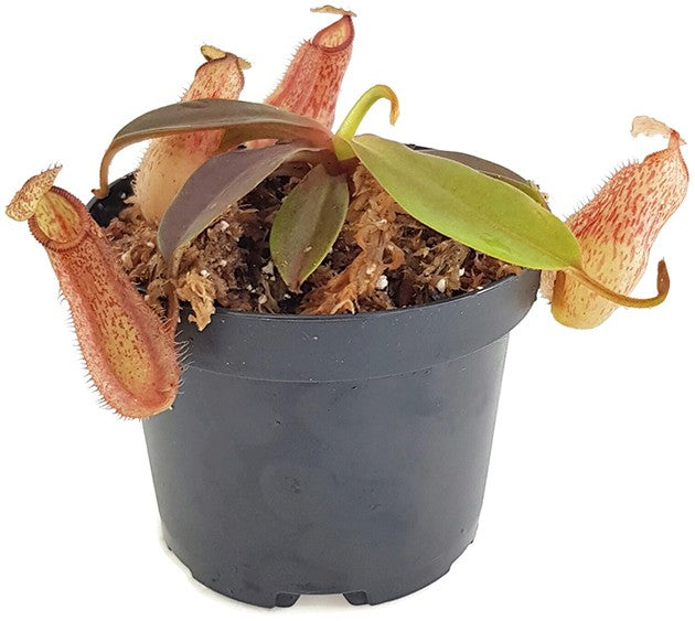 Nepenthes hamata x veitchii BE-3943