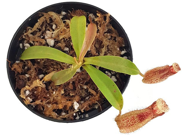 Nepenthes hamata x veitchii BE-4086