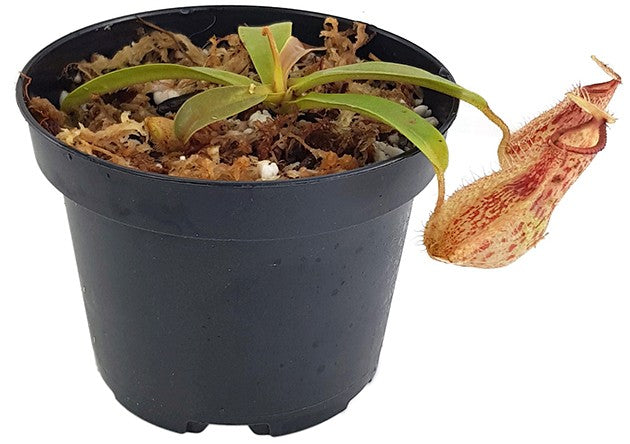 Nepenthes hamata x veitchii BE-4086