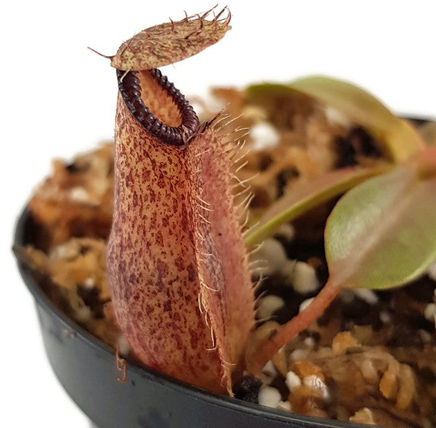 Nepenthes hamata x (veitchii x lowii) BE-4057