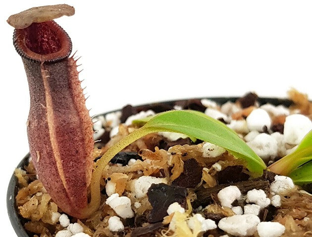 Nepenthes inermis x bongso BE-3897