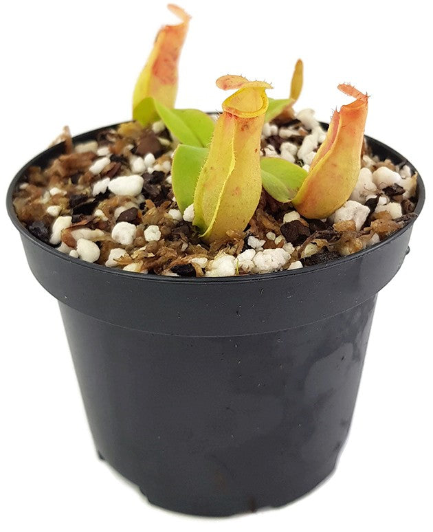 Nepenthes khasiana seedgrown