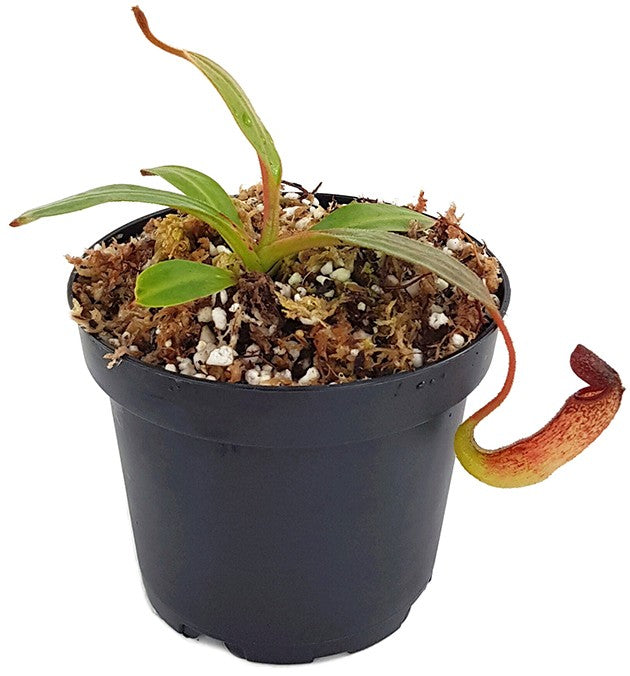 Nepenthes klossii individuelle Klone BE-4014 - Klon 