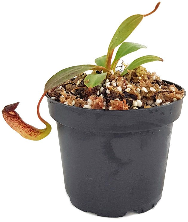 Nepenthes klossii individuelle Klone BE-4014 - Klon 