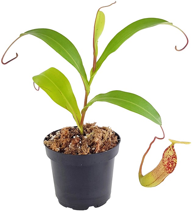 Nepenthes lowii x tentaculata BE-3970