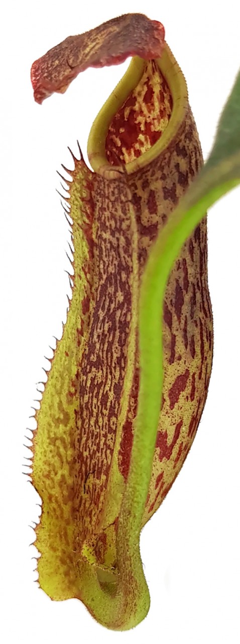 Nepenthes maxima BE-3067