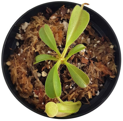 Nepenthes maxima BE-4081