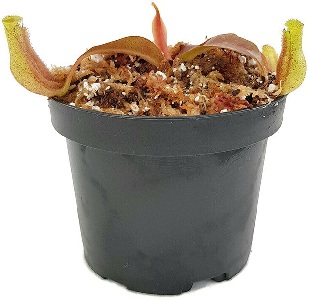 Nepenthes maxima x boschiana BE-4062