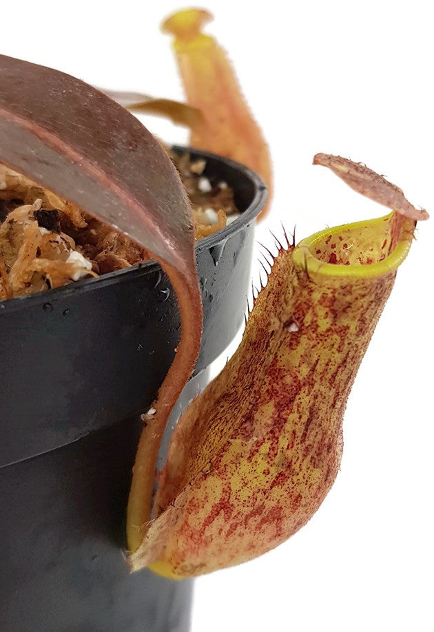 Nepenthes maxima x boschiana BE-4062