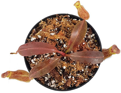 Nepenthes maxima x boschiana BE-4062