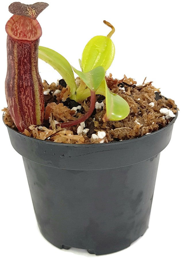 Nepenthes maxima x (lowii x macrophylla) BE-3709