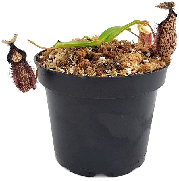 Nepenthes (maxima x talangensis) x hamata BE-3777