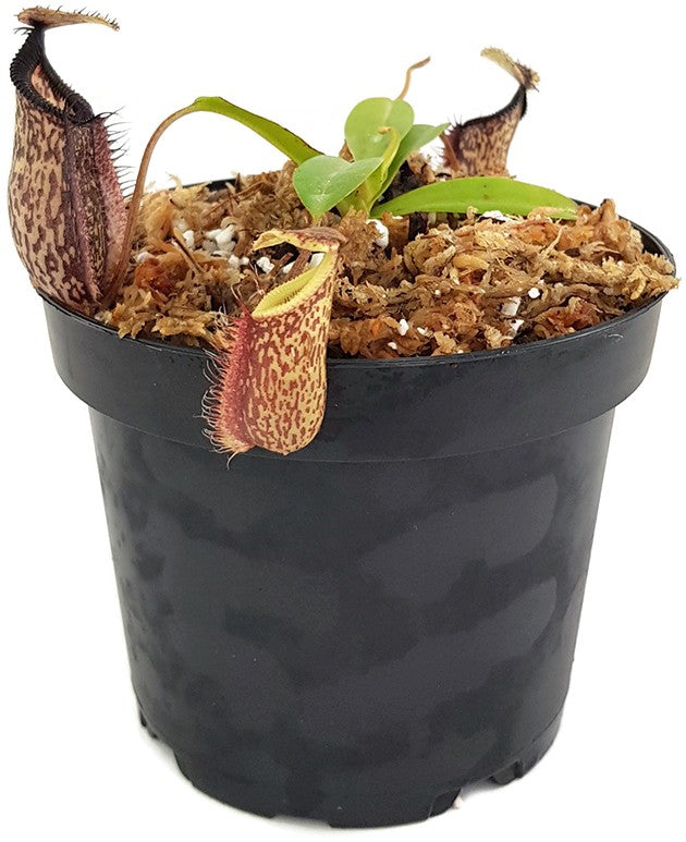 Nepenthes (maxima x talangensis) x hamata BE-3777