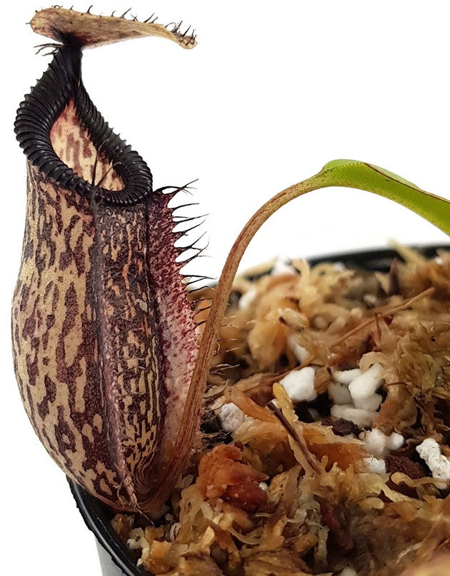 Nepenthes (maxima x talangensis) x hamata BE-3777