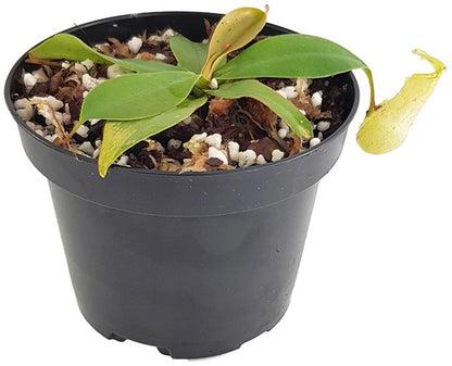 Nepenthes merrilliana BE-3727