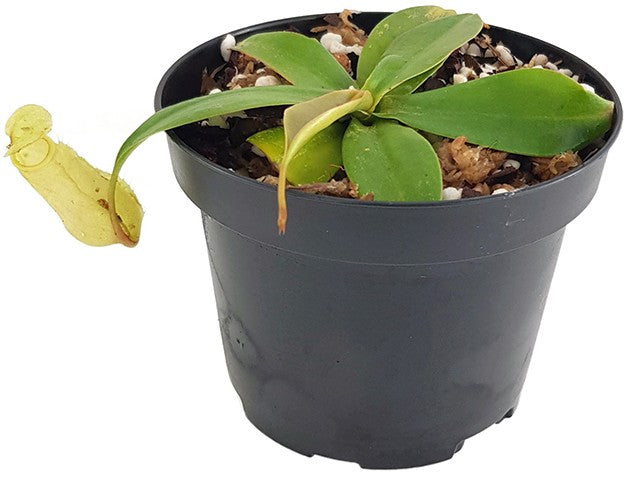 Nepenthes merrilliana BE-3727