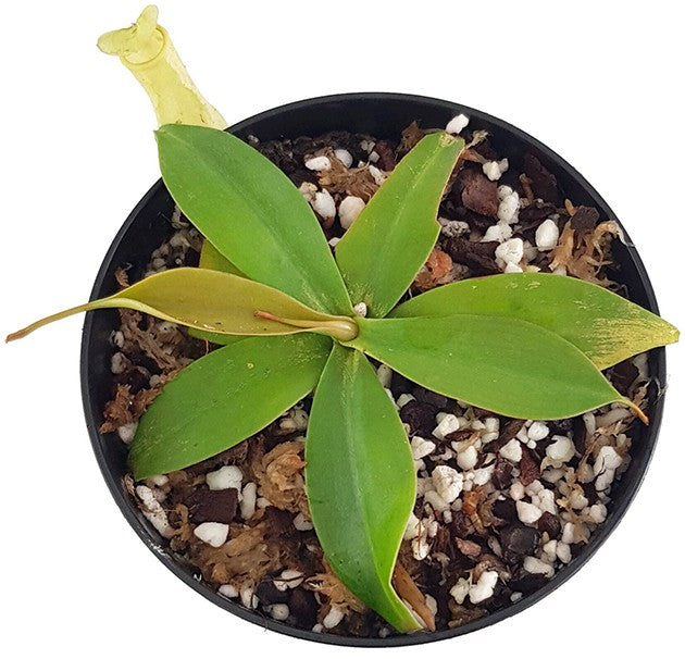 Nepenthes merrilliana BE-3727
