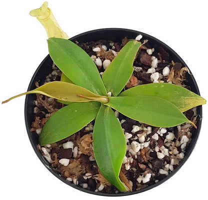 Nepenthes merrilliana BE-3727