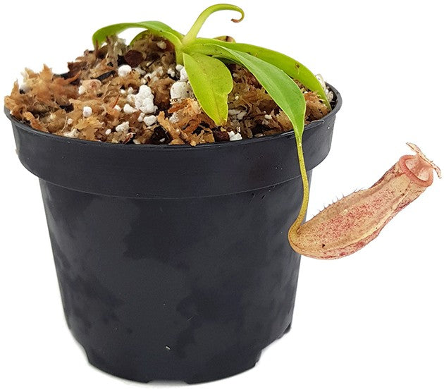 Nepenthes merrilliana x (maxima x talangensis) BE-3942