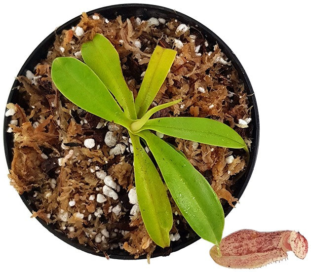 Nepenthes merrilliana x (maxima x talangensis) BE-3942