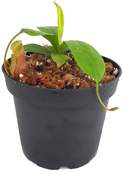 Nepenthes mira BE-3979