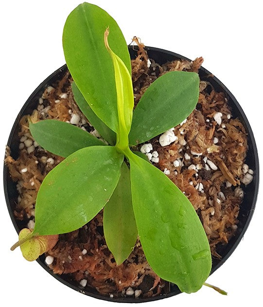 Nepenthes mira BE-3979