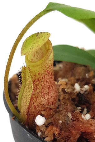 Nepenthes mira BE-3979