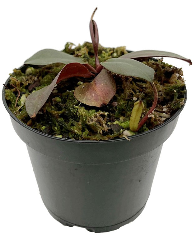 Nepenthes mira x peltata BE-4534