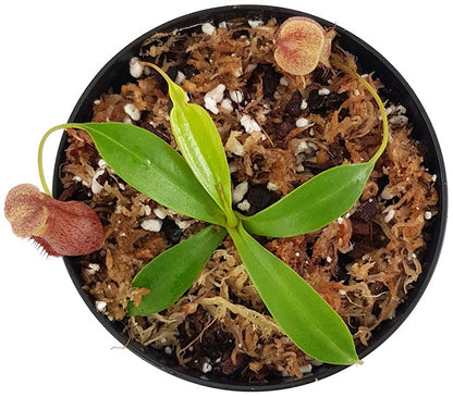 Nepenthes mira x tenuis BE-4070