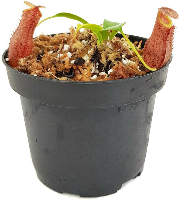 Nepenthes mira x tenuis BE-4070