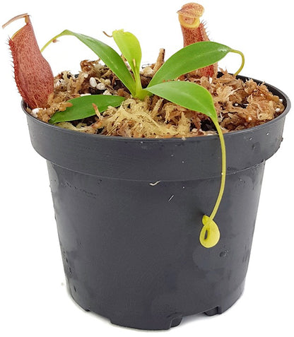 Nepenthes mira x tenuis BE-4070