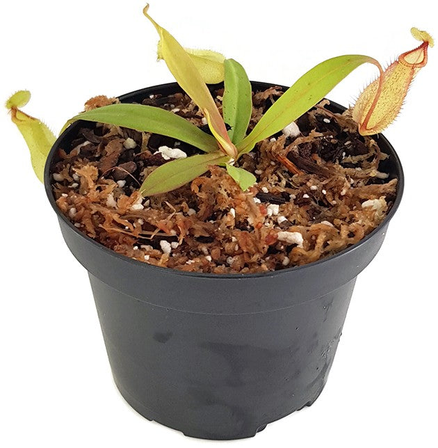 Nepenthes mirabilis var. globosa x hamata BE-3685