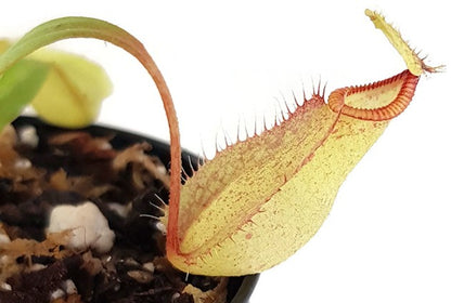 Nepenthes mirabilis var. globosa x hamata BE-3685