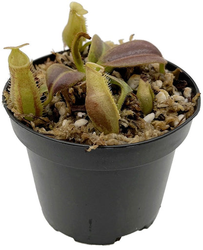 Nepenthes (mollis x veitchii) x maxima Wavy Leaf