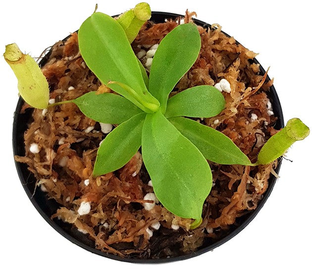 Nepenthes northiana BE-3357