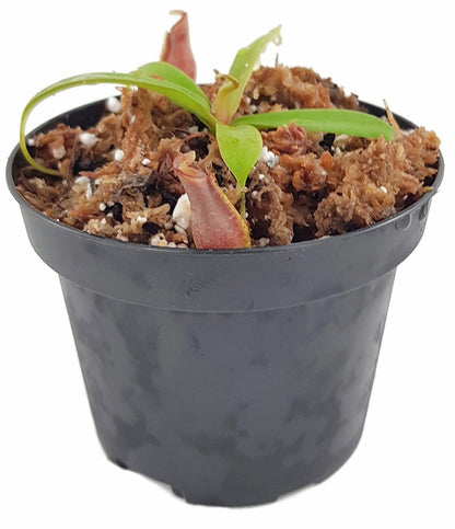 Nepenthes ovata BE-3919