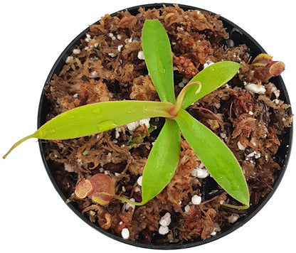 Nepenthes ovata BE-3919