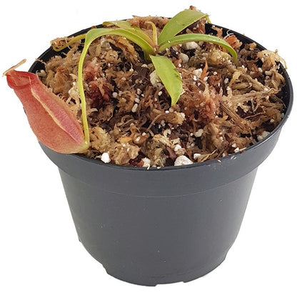 Nepenthes ovata BE-4084