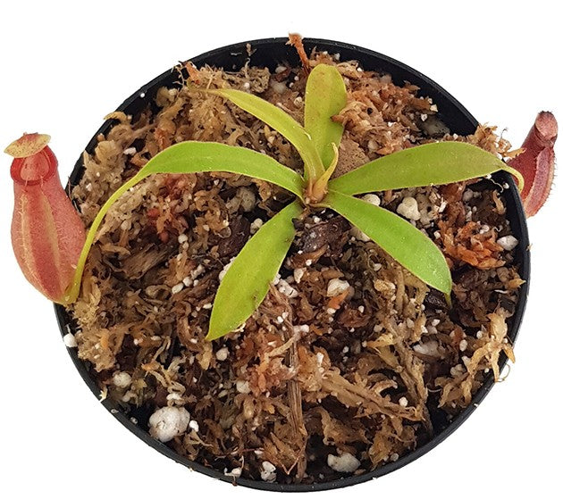 Nepenthes ovata BE-4084