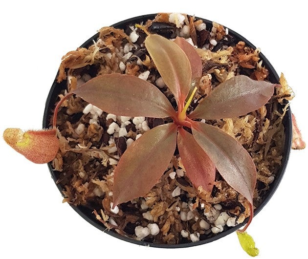 Nepenthes palawanensis BE-3651