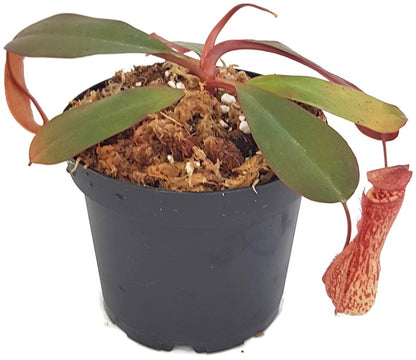 Nepenthes peltata x sp. 