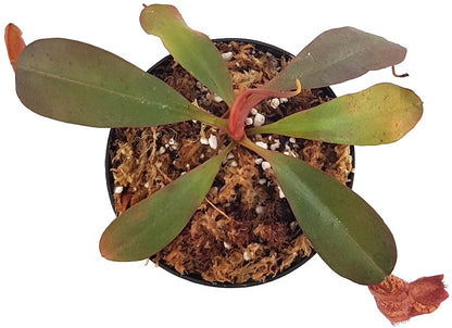 Nepenthes peltata x sp. 