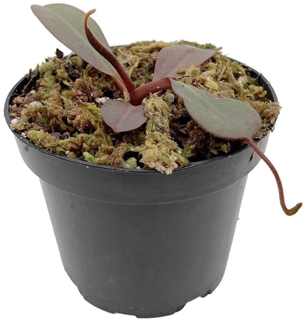 Nepenthes peltata x (veitchii x lowii) BE-4516