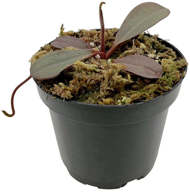 Nepenthes peltata x (veitchii x lowii) BE-4516