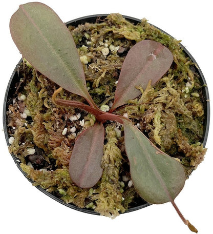 Nepenthes peltata x (veitchii x lowii) BE-4516